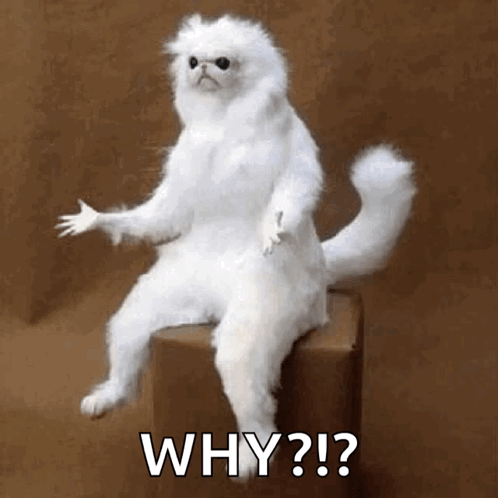 ConfusedWhitePersianGuardianGIF